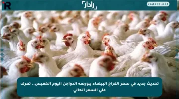 تحديث جديد في سعر الفراخ البيضاء ببورصة الدواجن اليوم الخميس.. تعرف على السعر الحالي